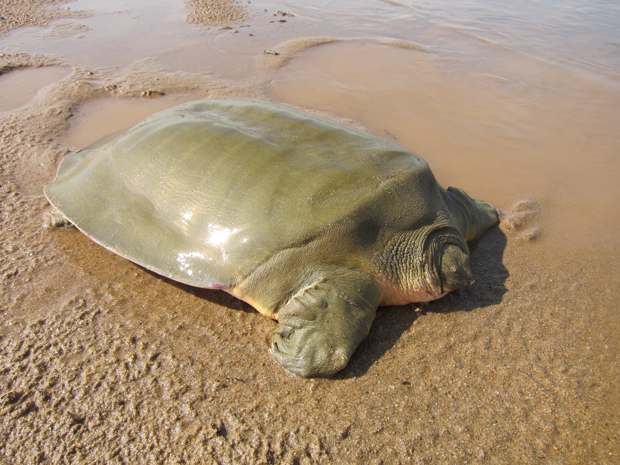 The World’s Laziest Turtle Lives in the Cambodia’s Mekong River