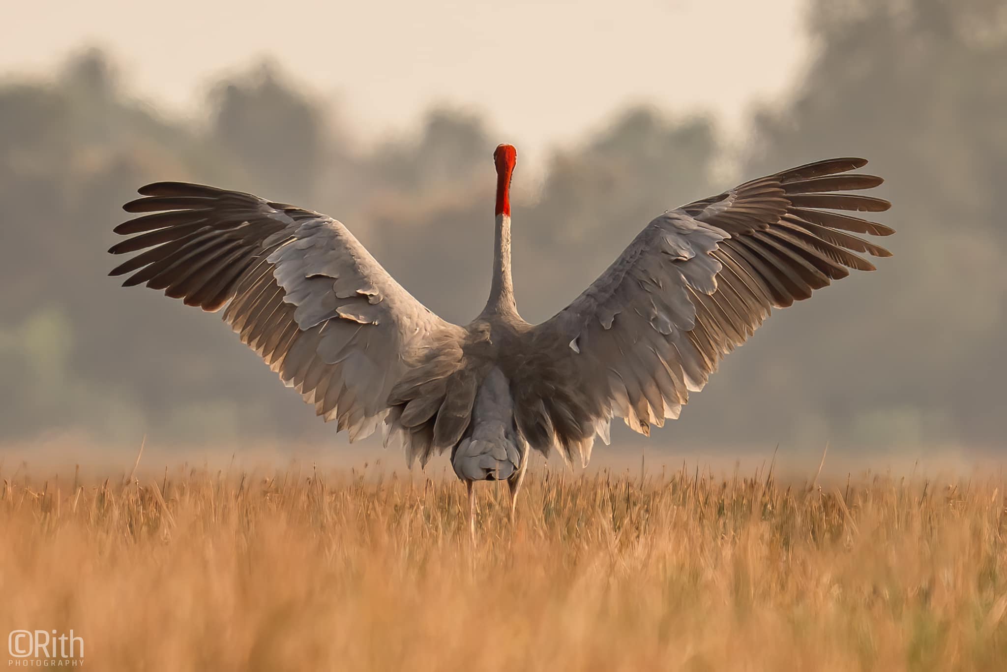 Sarus Crane: World’s Tallest Flying Bird and Cambodia’s Majestic Sky Dancer
